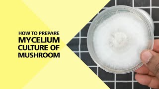 How to Prepare Mycelium Culture of Mushroom (Part 2/4)