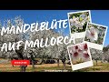 Suche Nach Der Mandelblüte Auf Mallorca 2025 Ein Blütenmeer In Weiß Rosa
