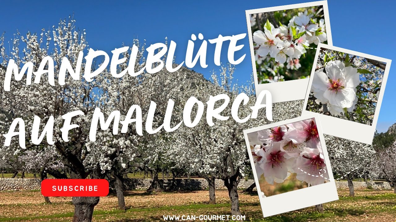 Suche nach der 🌸 Mandelblüte auf Mallorca 2025 – Ein Blütenmeer in Weiß & Rosa! 🌸
