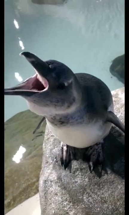 Baby Penguin Sounds