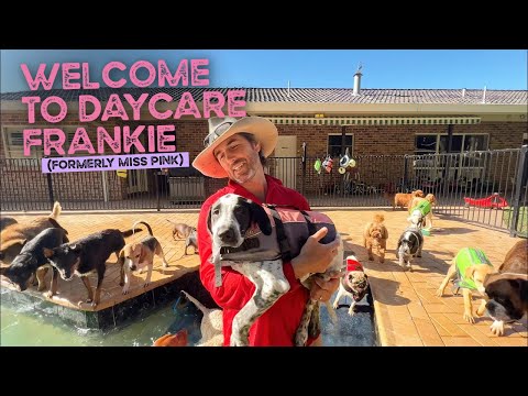 Welcome to Daycare Frankie (formerly Miss Pink) the Pointer Puppy and Thank you Ranell