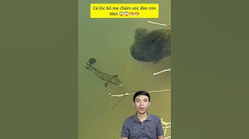 Cá lóc bố mẹ nuôi đàn con nhỏ #cacconvat #docla #fishing