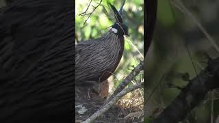 Koklass Pheasant spotted in Manila, Uttarakhand 🏔️Amazing birding moment during tour.📞   Contact me