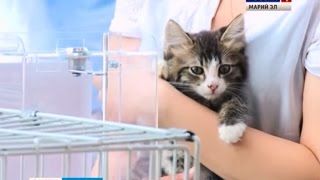 Бездомные кошки и собаки обрели новых хозяев на выставке-раздаче в Йошкар-Оле - Вести Марий Эл Бездомные кошки и собаки обрели новых хозяев на выставке-раздаче в Йошкар-Оле - Вести Марий Эл