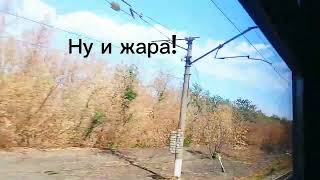Летняя жара! Бедные деревья... #shorts