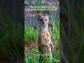 🐾 Small vs Mighty: When the Mongoose Faces the Warthog
