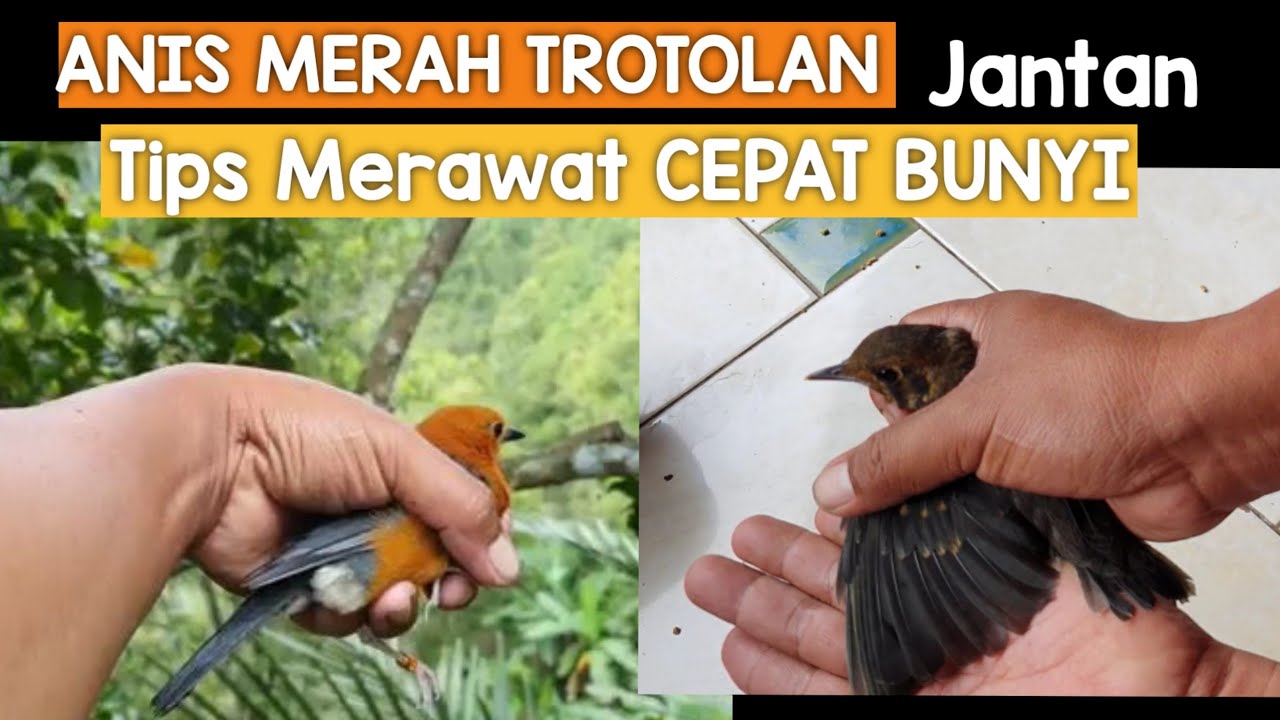 ANIS MERAH trotolan  Umur sebulan sudah bunyi ,Tips perawatan  agar cepat ngeriwik
