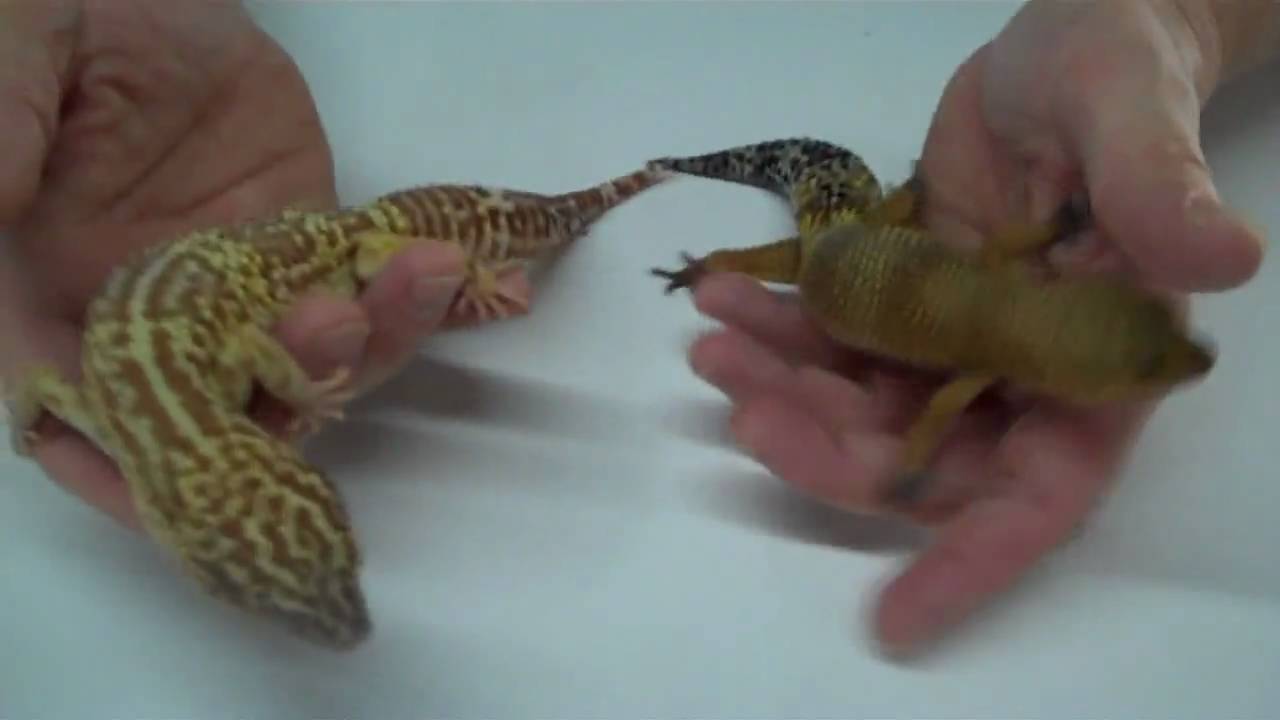 tarantula spider ATTACK OF THE GIANT LEOPARD GECKOS