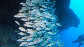 Download Lagu 2019073001 fish head - Mushimas Mingili MP3