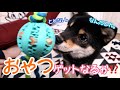 【豆柴】おやつボールおもちゃに挑戦！必死な姿が可愛すぎる♡ “柴犬” Shiba Inu dogs puppy playing with a ball containing a snack