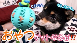 【豆柴】おやつボールおもちゃに挑戦！必死な姿が可愛すぎる♡ “柴犬” Shiba Inu dogs puppy playing with a ball containing a snack