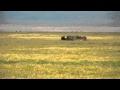 KILL - 7 (!) lions taking down a buffel. Robrecht @ Ngorongoro-crater Tanzania