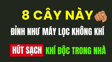 8 Loài cây này đỉnh như máy lọc không khí, hút sạch 80% khí độc bụi bẩn trong nhà.