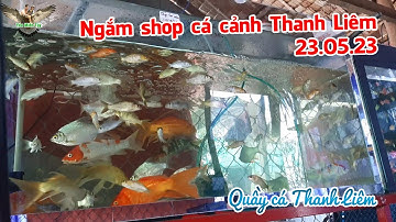 Ngắm shop cá cảnh Thanh Liêm 23.05.23