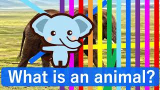 【どうぶつクイズ】どうぶつなあに？知育【赤ちゃん・子供向け英語】animal animation for kid