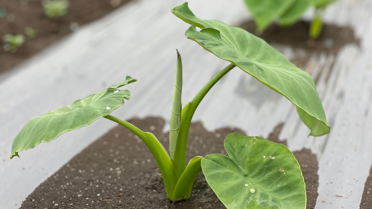 【里芋栽培】種芋の植え付けに芽出しをすると失敗します！大きく育てるコツ教えます　25/3/12