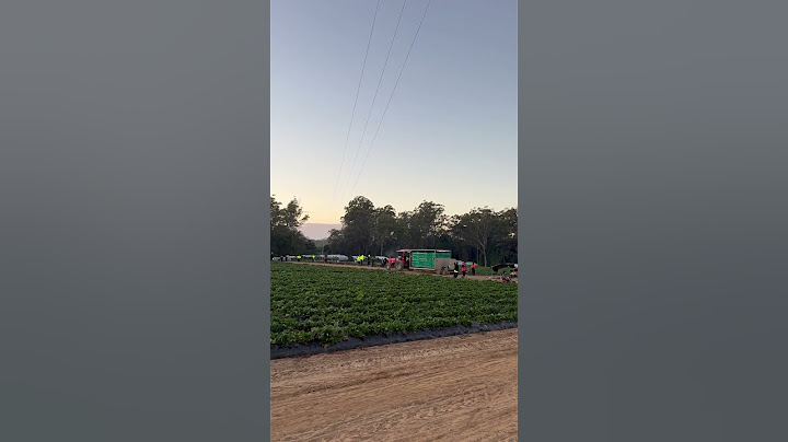 호주 딸기 농장 살아남기/ 오늘도 준비 완료 Ready to picking strawberry