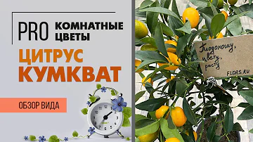 Цитрус Кумкват - обзор сорта | Комнатное растение из южной Италии | Особенности ухода за цитрусовыми