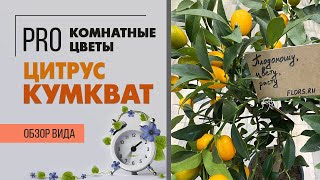 Цитрус Кумкват - обзор сорта | Комнатное растение из южной Италии | Особенности ухода за цитрусовыми