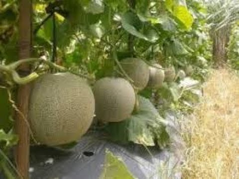 Video: Informasi Nara Bush - Cara Menanam Melon Nara