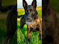 Dutch Shepherd Facts That Will Blow Your Mind