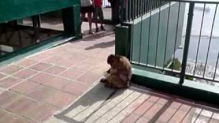 singe voleur a gibraltar