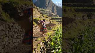 🌽 Ingeniería de Andenes: Cómo los Incas "Fabricaron" Tierra #Andenes #IngenieriaInca