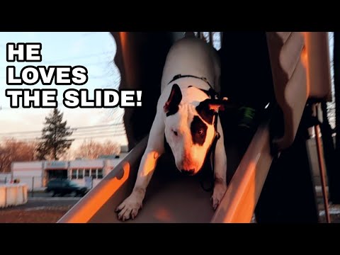 vlogs in spanish My Dog's First Time on a Playground (He LOVED It) | English Bull Terrier