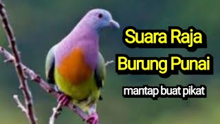 Suara Raja Burung Punai, Punai pikat