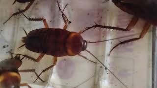 Cockroach love, cockroach sound. Animals in world.