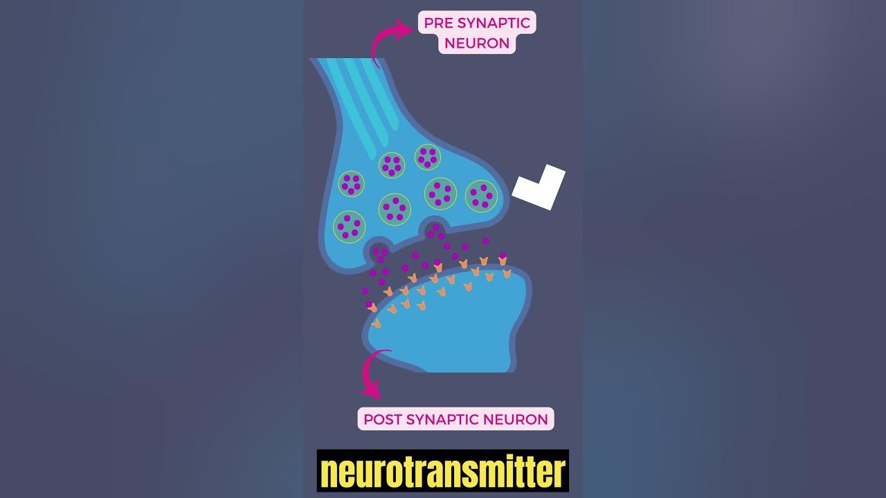Transmission of impulse across a synapse quick points youtube