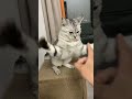 This Cat Chose Violence#cat #cutecat #funnycats
