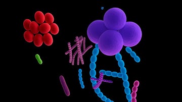 Oral Microbiome Simulator