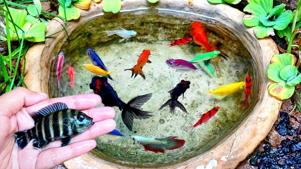 Mini Rtc Fish 7:37 minutes very satisfying when it rains looking for cute Goldfish ...