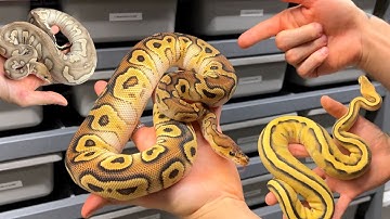 Full Holdback Rack Tour!! Some Snakes That I Have Never Shown Before