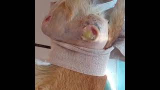 HEARTBREAKING: Pup’s “Forever Family” Rejects Him After Devastating Accident Paral... [UPDATE BELOW]