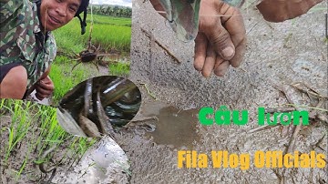 BIG EEL | THỬ THÁCH CÂU LƯƠN ĐỒNG(2KG).