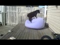 Goat on a blow up chair!