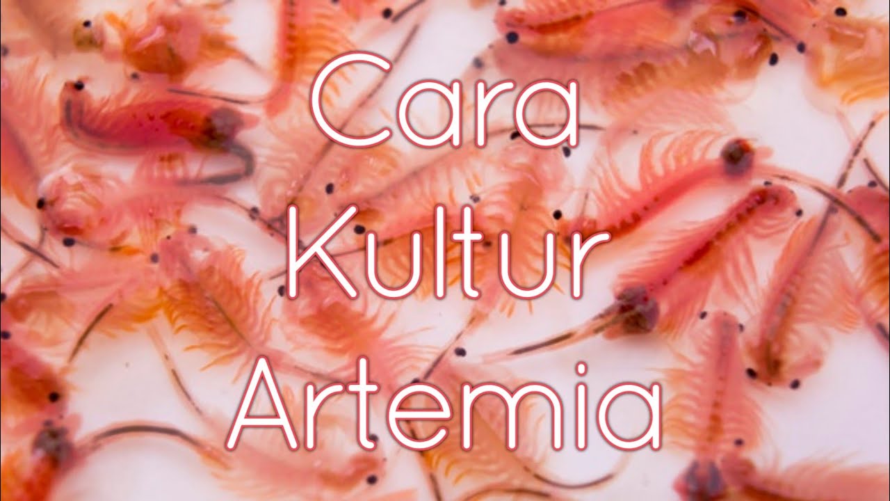 Cara Kultur Artemia 