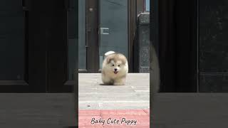 Baby Cute Alaskan Malamute Puppies P7