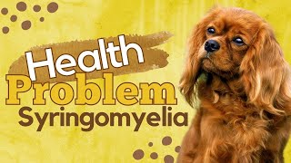 Syringomyelia Health Problem by Cavalier King Charles Spaniel