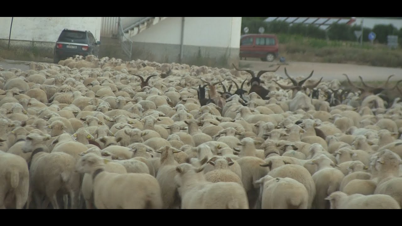 El día a día de un pastor con su rebaño, Félix Floristán