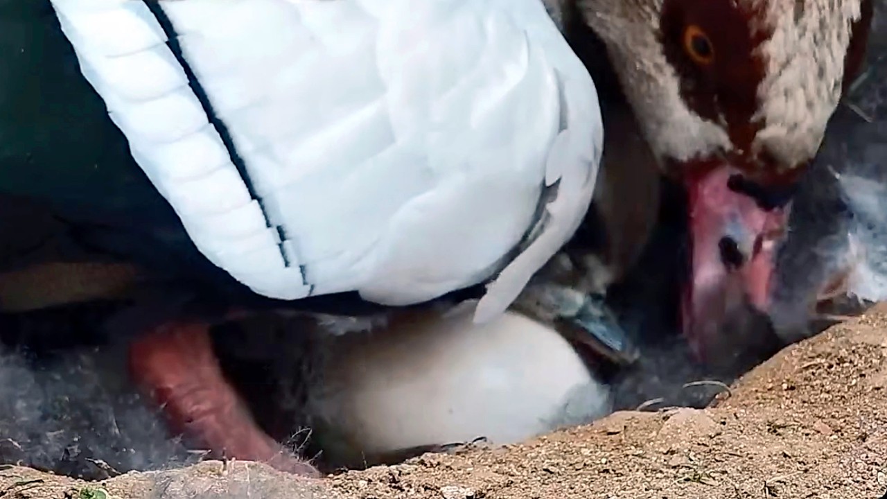 10.03.2026: Überraschung im Gänsenest