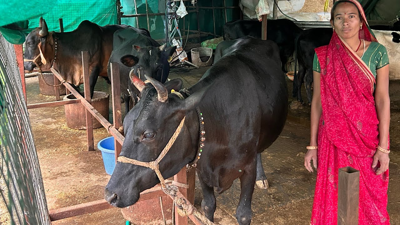 लीज की खेती छोड़ शुरू किया डेयरी फ़ार्म अब कमा रहे 75 हज़ार रुपये प्रति महीना।@indianAgrovet 