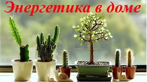 ВЛИЯЮТ ЛИ КОМНАТНЫЕ РАСТЕНИЯ НА ЭНЕРГЕТИКУ В ДОМЕ?