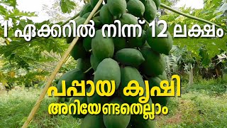 ശാസ്ത്രീയമായ പപ്പായ കൃഷി I Papaya Farming Kerala I Kaplanga karumoosa kappanga farming