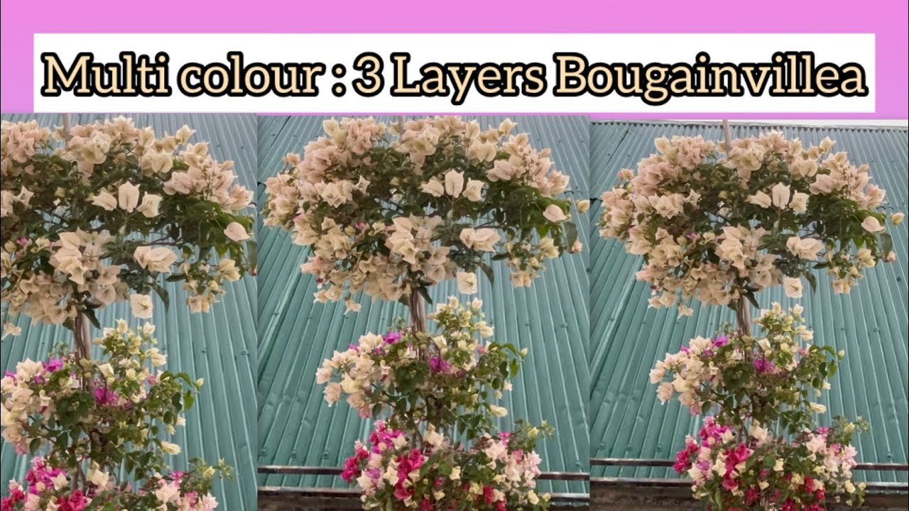 Saron chhawng 3 thlir leh ang aw/ 3 Layers Bougainvillea 