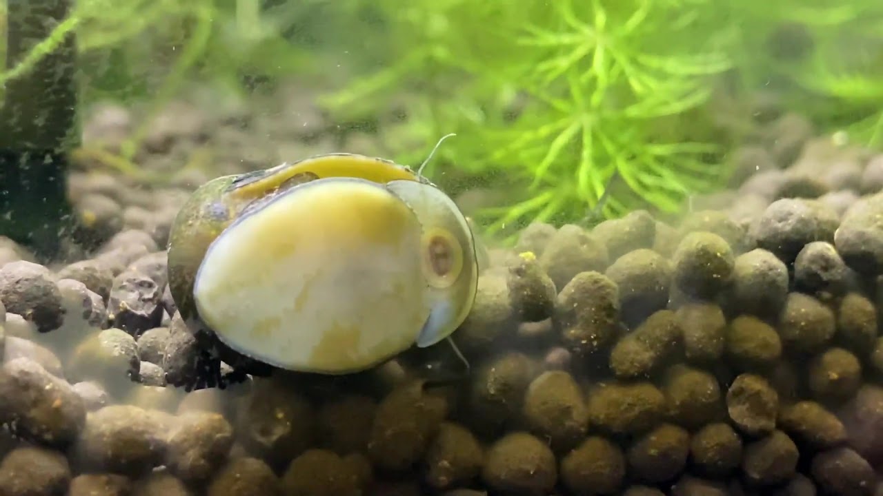 苔 を 食べる 貝