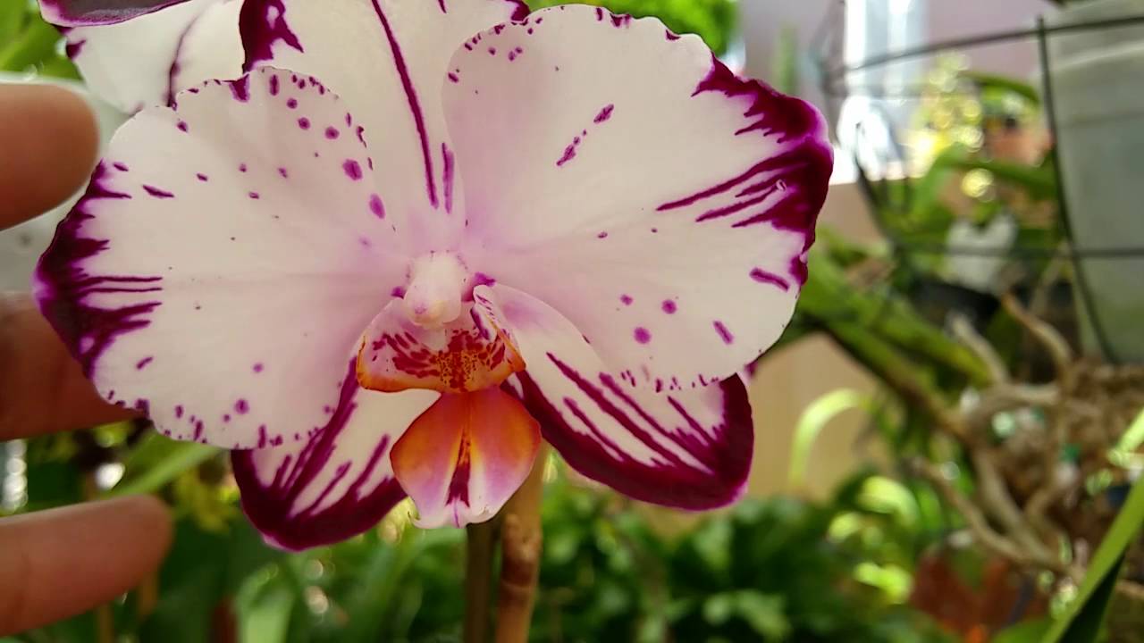 Phalaenopsis Orchid 
