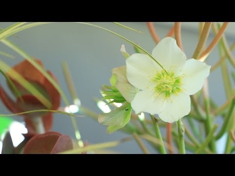 Video: Je záhradník vedec?